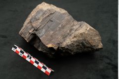 Foto (Seitenansicht) von Palissya podocarpoides Ettingshausen (NHMW-GEO-2024-0188-10343)